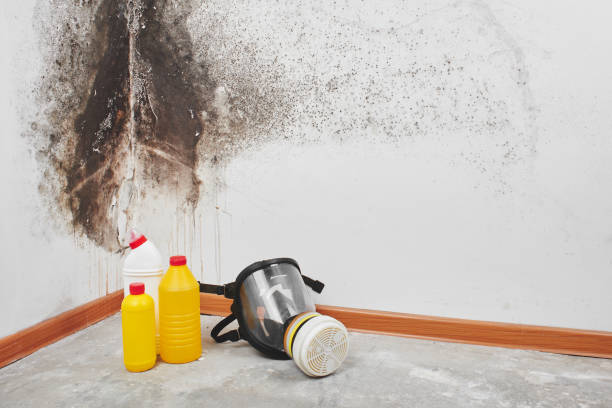 Best Mold Cleaning Services  in Mshall, AR
