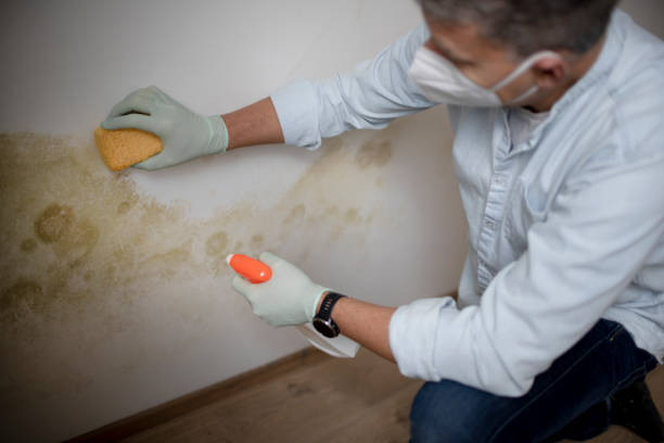 Best Mold Removal Near Me  in Mshall, AR