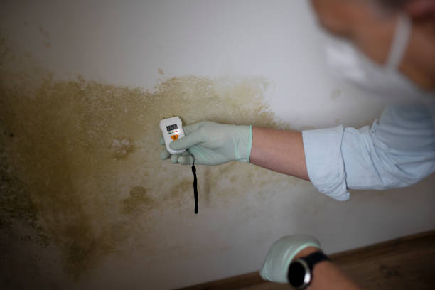 Best Mold Damage Repair  in Mshall, AR