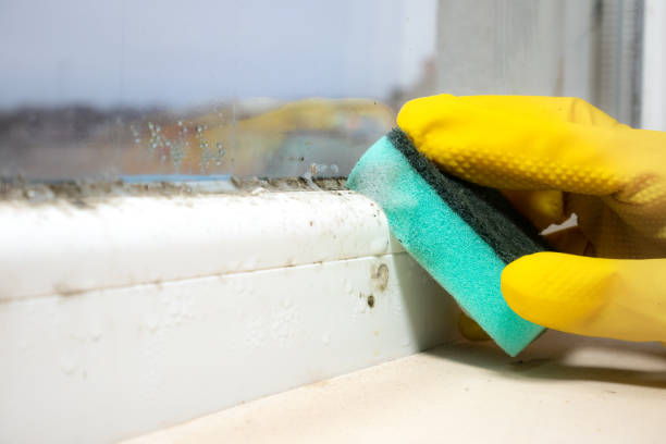 Best Mold Removal Near Me  in Mshall, AR