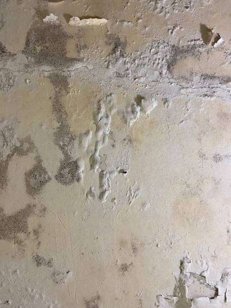 Best Mold Testing  in Mshall, AR