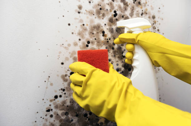 Best Affordable Mold Removal  in Mshall, AR