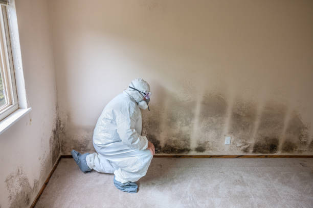 Best Certified Mold Removal  in Mshall, AR