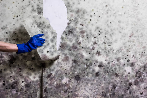 Best Crawl Space Mold Removal  in Mshall, AR