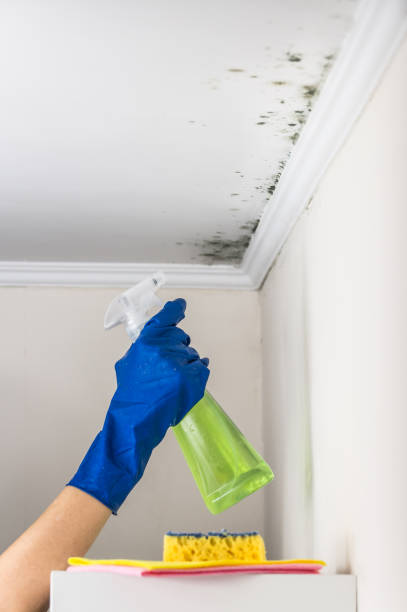 Best Water Damage Restoration  in Mshall, AR