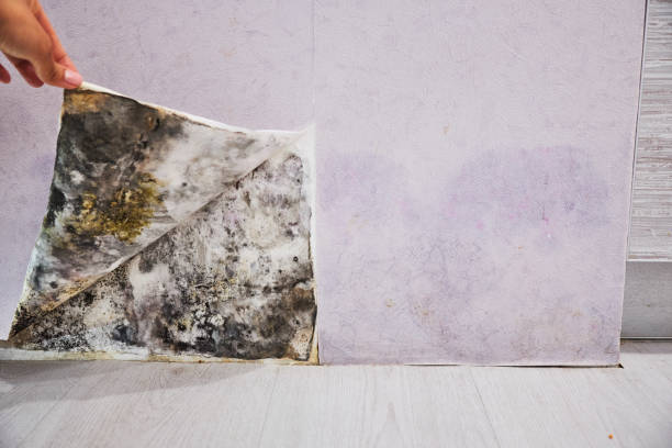 Best Mold Cleaning Services  in Mshall, AR